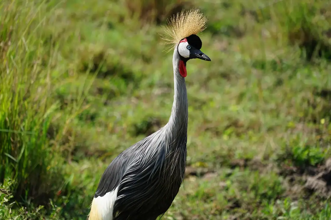 A grey crowned crane