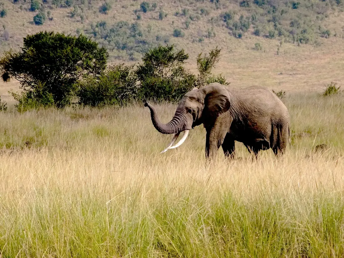 An elephant in the grassland