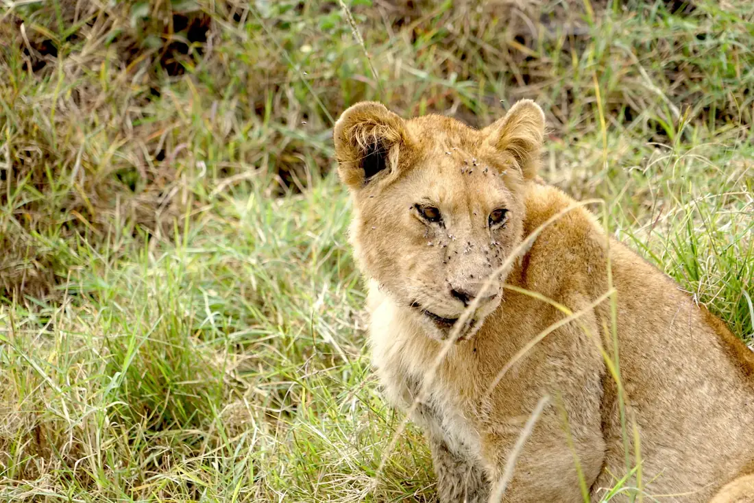 A young lion in tall grass