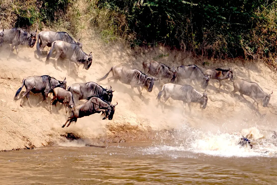 Wildebeest crossing the Mara River